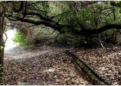 Post Office Tree, South Africa's first post office, where sailors left messages in the 1500s