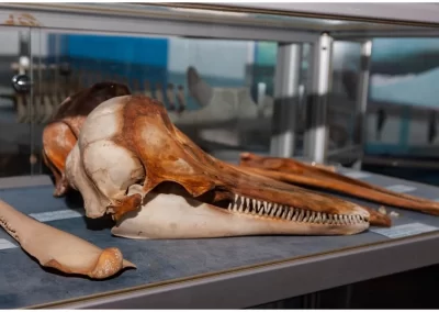 Dolphin skull on exhibition in the Shell Museum and Aquarium