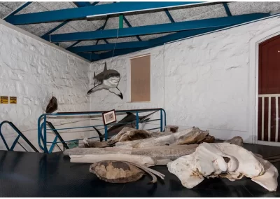 Whale bones and replica of great white shark in the Shell Museum and Aquarium