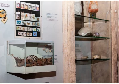 Molluscs as a hobby exhibition in the Shell Museum