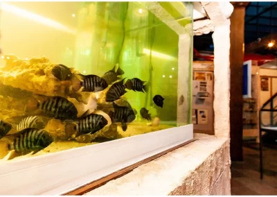 Aquatic animals are on exhibit in aquariums in the shell museum