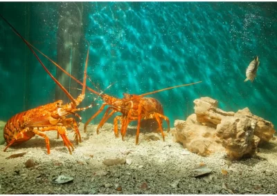 Live molluscs and other small aquatic animals are on exhibit in aquariums in this building.