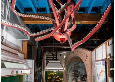 Giant squid model